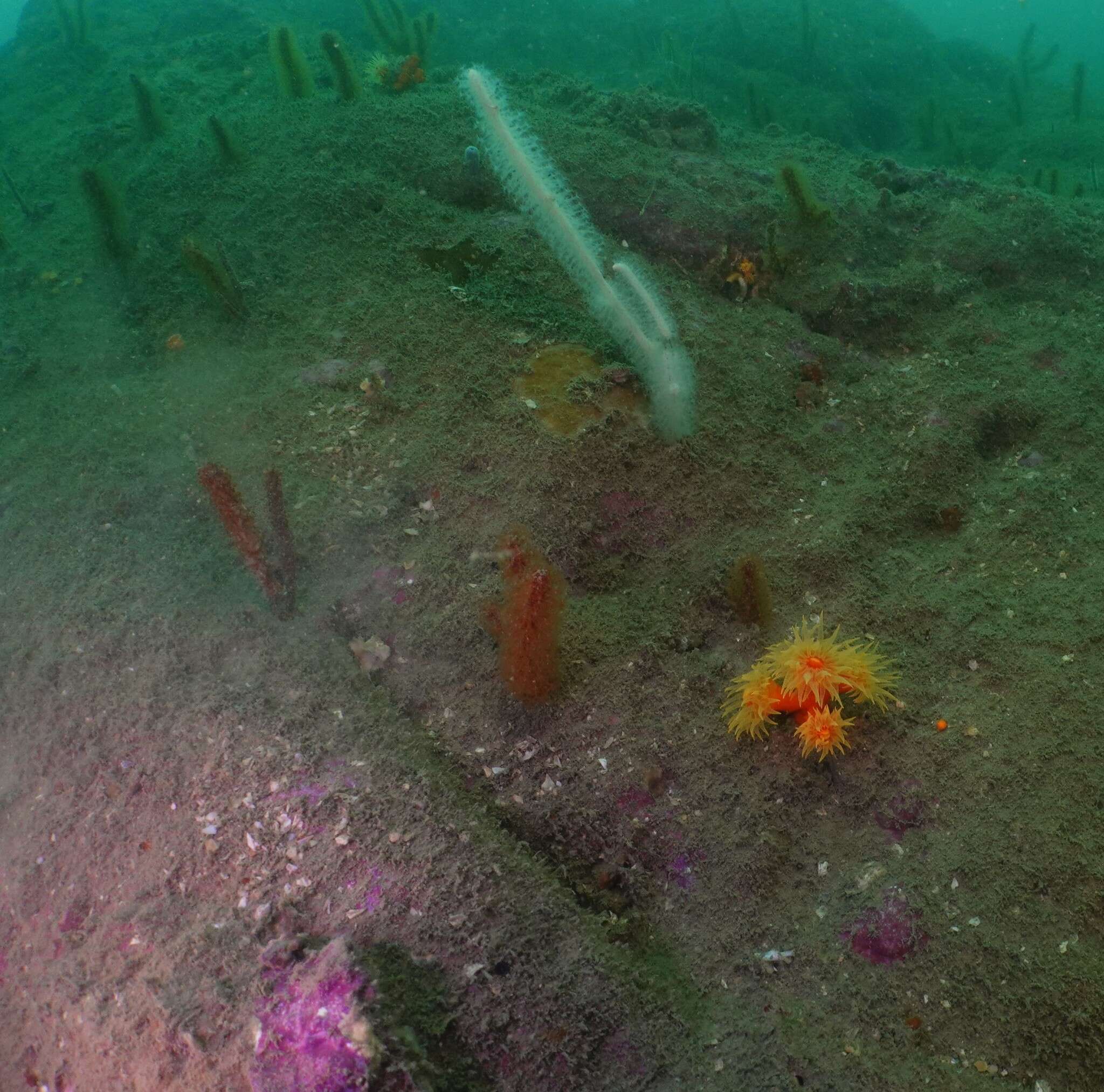 Image of tree coral