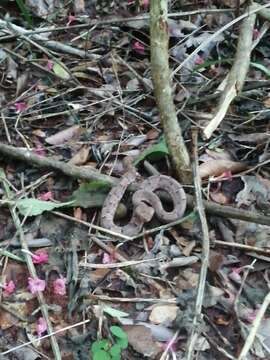 Image of Yucatán Hognose Viper