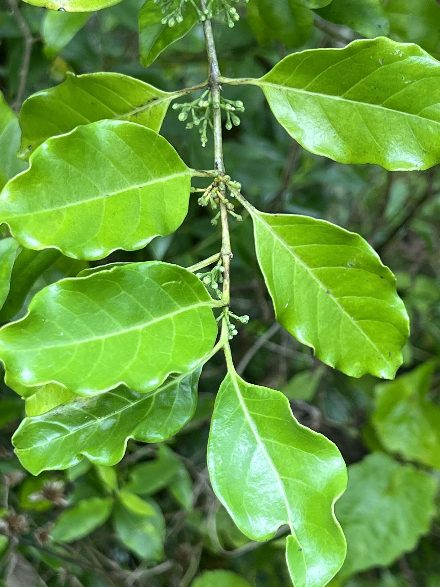 Image of Geniostoma rarotongensis