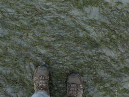 Image of Dwarf-Eel-Grass