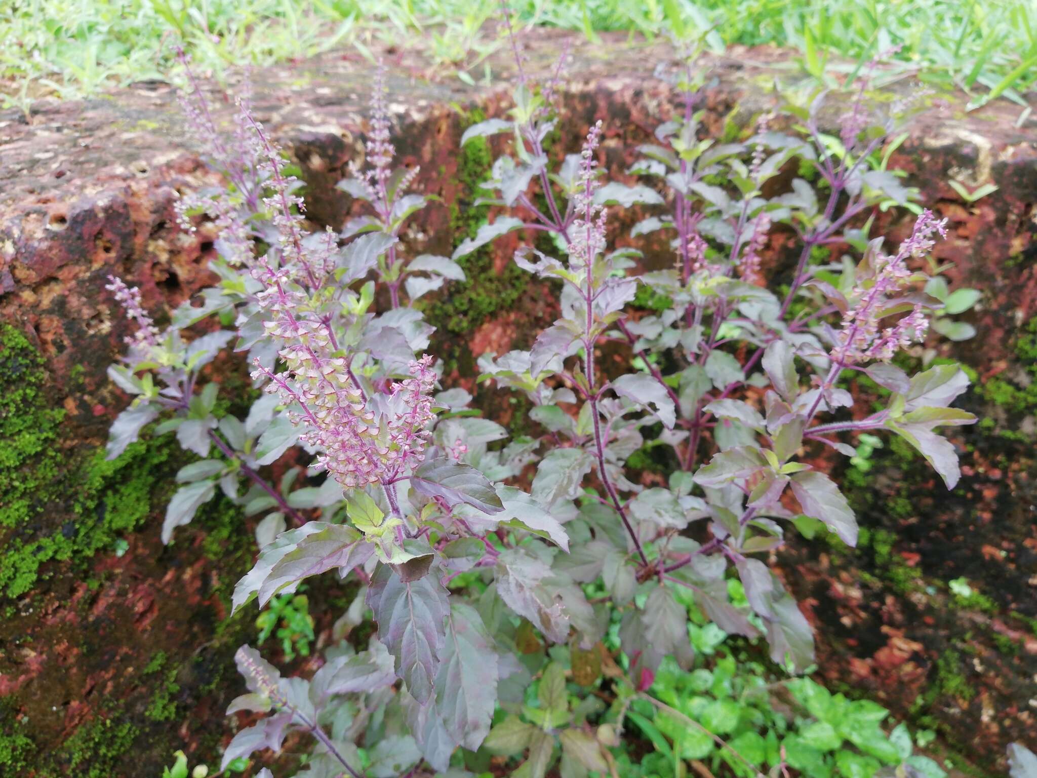 Image of holy basil