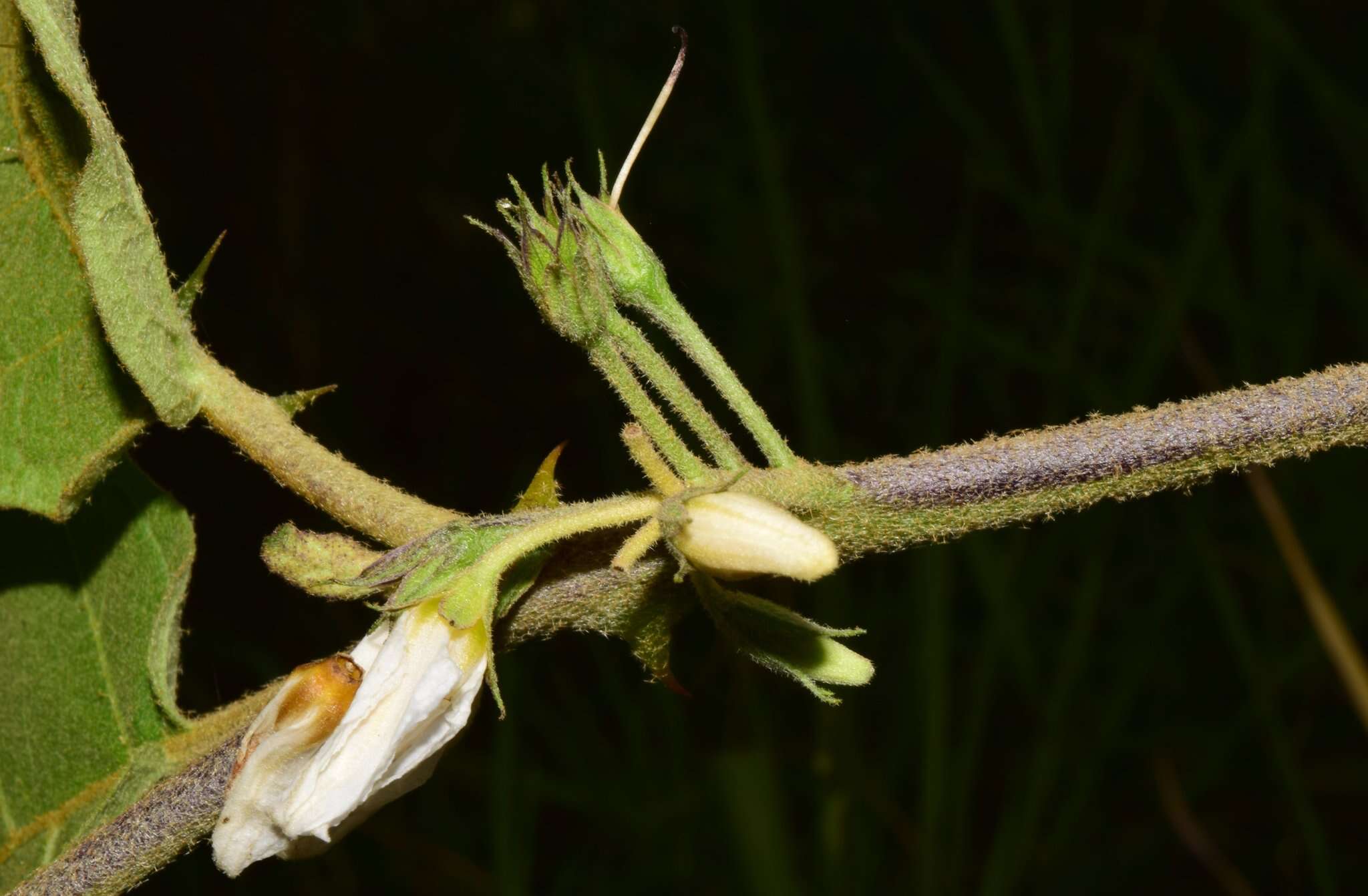 Image of Solanum diversifolium Schltdl.