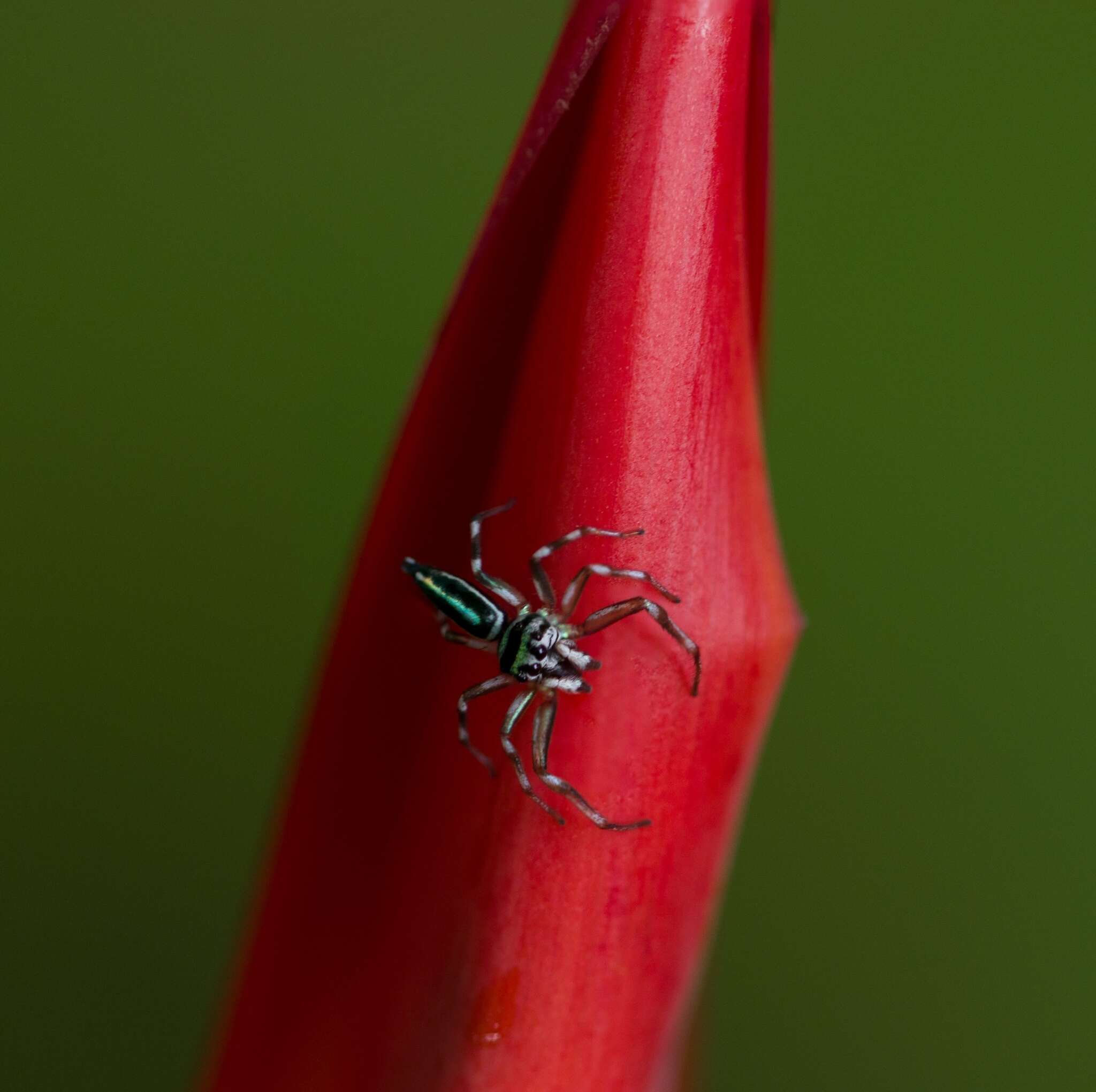 Image of Blue-banded Jumping Spider