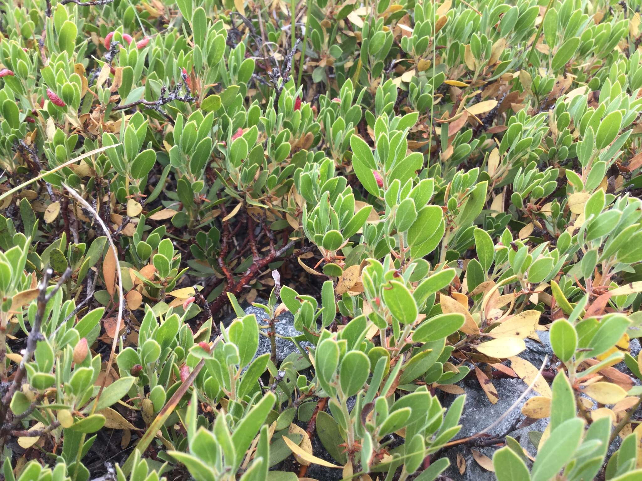 Imagem de Arctostaphylos nevadensis A. Gray