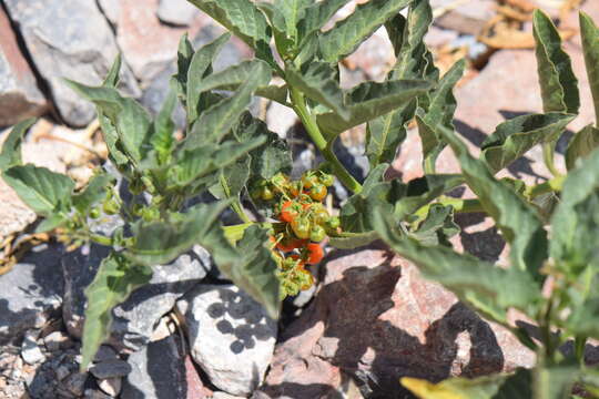 Image de Solanum corymbosum Jacq.