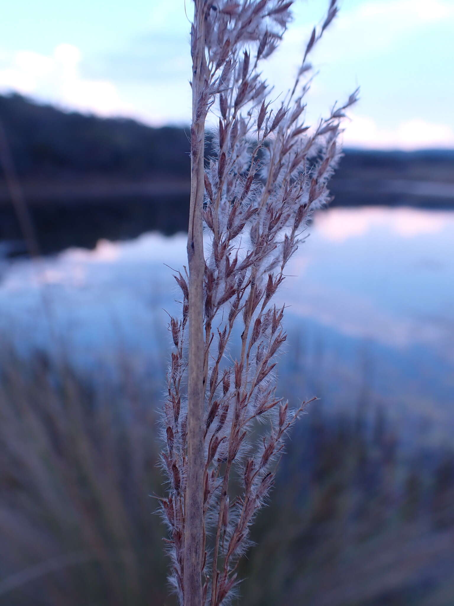 Imagem de Miscanthus junceus (Stapf) Pilg.