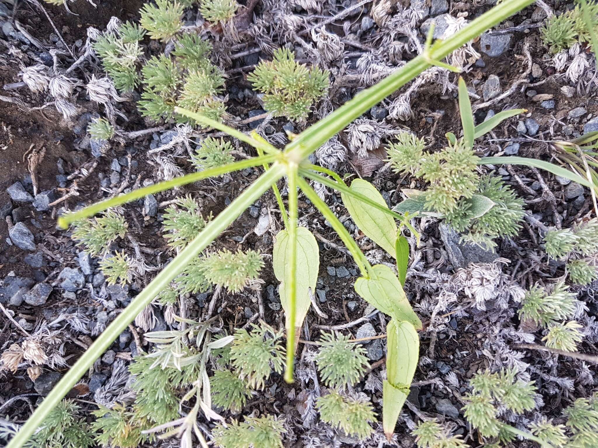 Plancia ëd Rubia cordifolia L.