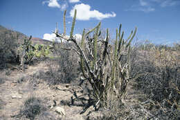 Image of Corryocactus ayacuchoensis Rauh & Backeb.