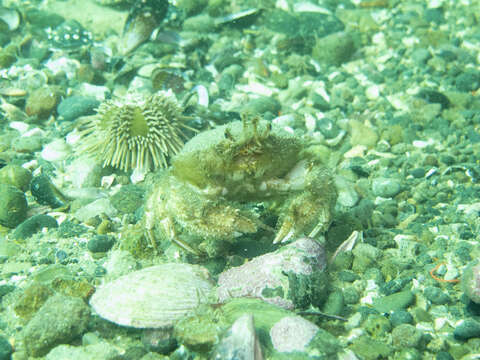 Sivun Peltarion spinulosum (White 1843) kuva