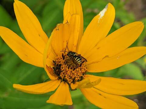 Imagem de Paranthidium jugatorium (Say 1824)