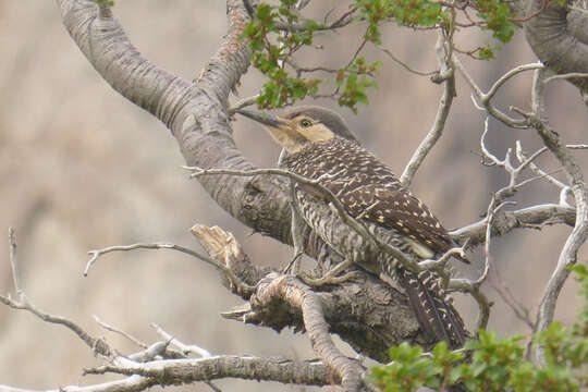 Image of Chilean Flicker