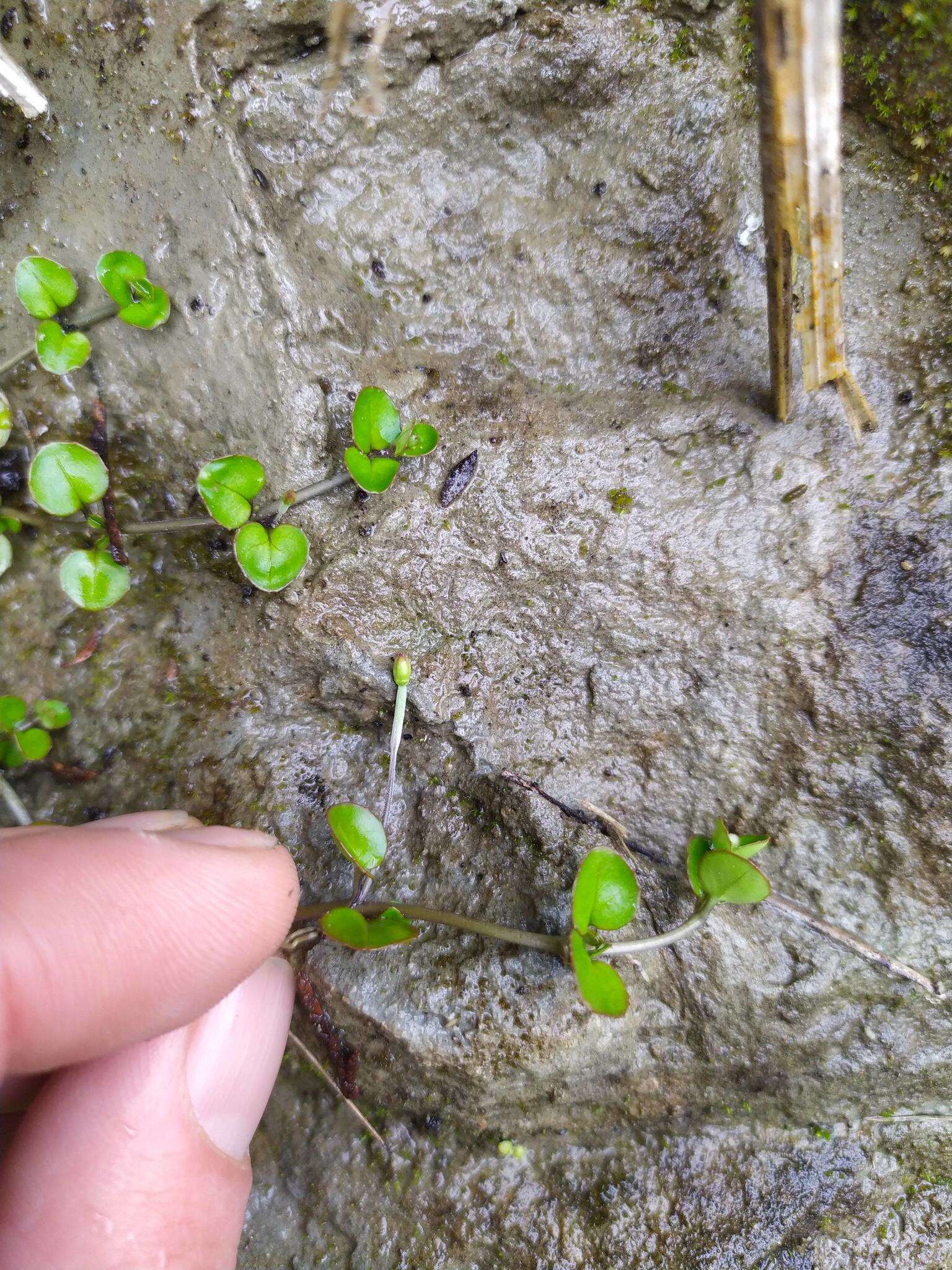 Imagem de Epilobium nummularifolium R. Cunn. ex A. Cunn.