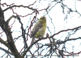 Image of Andean Siskin