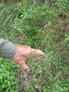 Image of narrowleaf Indian breadroot