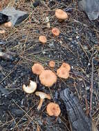 Image of Bonomyces