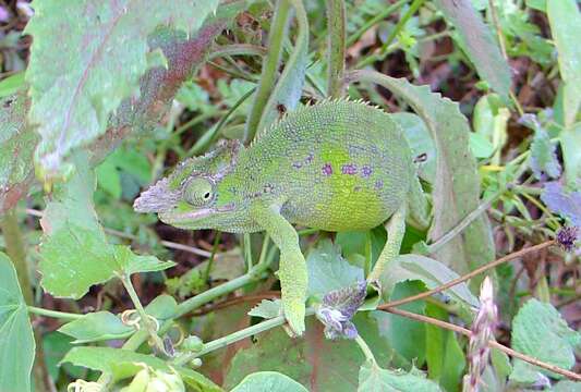 Image of West Usambara Blade-horned Chameleon