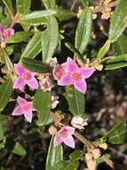 Image of Boronia odorata M. F. Duretto