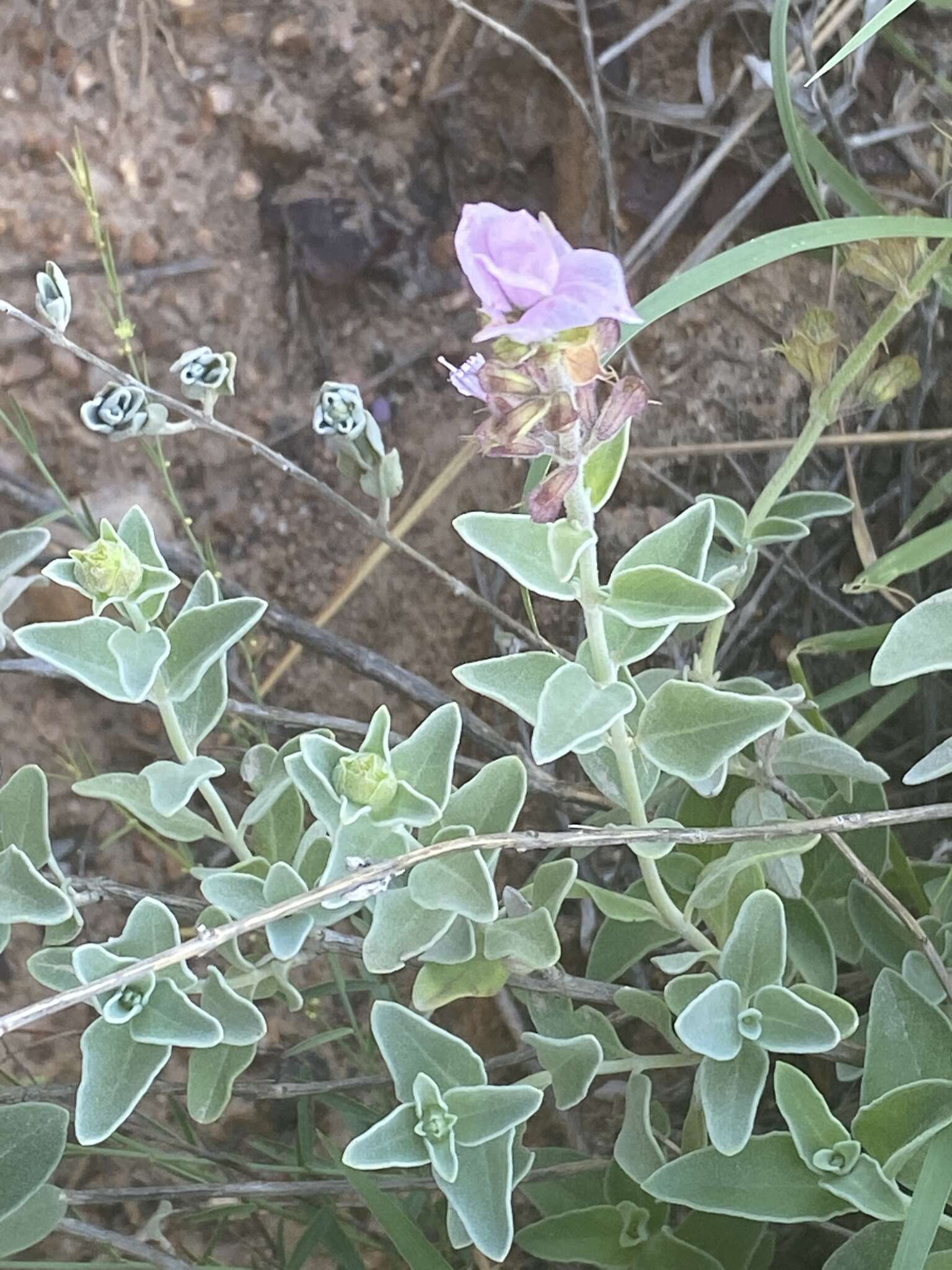 Image of Syncolostemon elliottii (Baker) D. F. Otieno