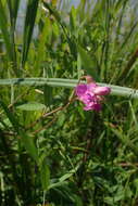 Слика од Lathyrus palustris subsp. pilosus (Cham.) Hulten