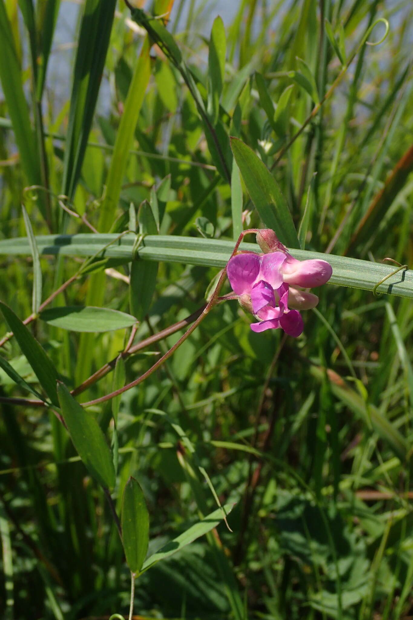 Слика од Lathyrus palustris subsp. pilosus (Cham.) Hulten