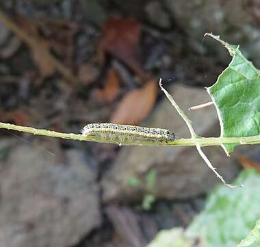 Image of Canary Islands Large White