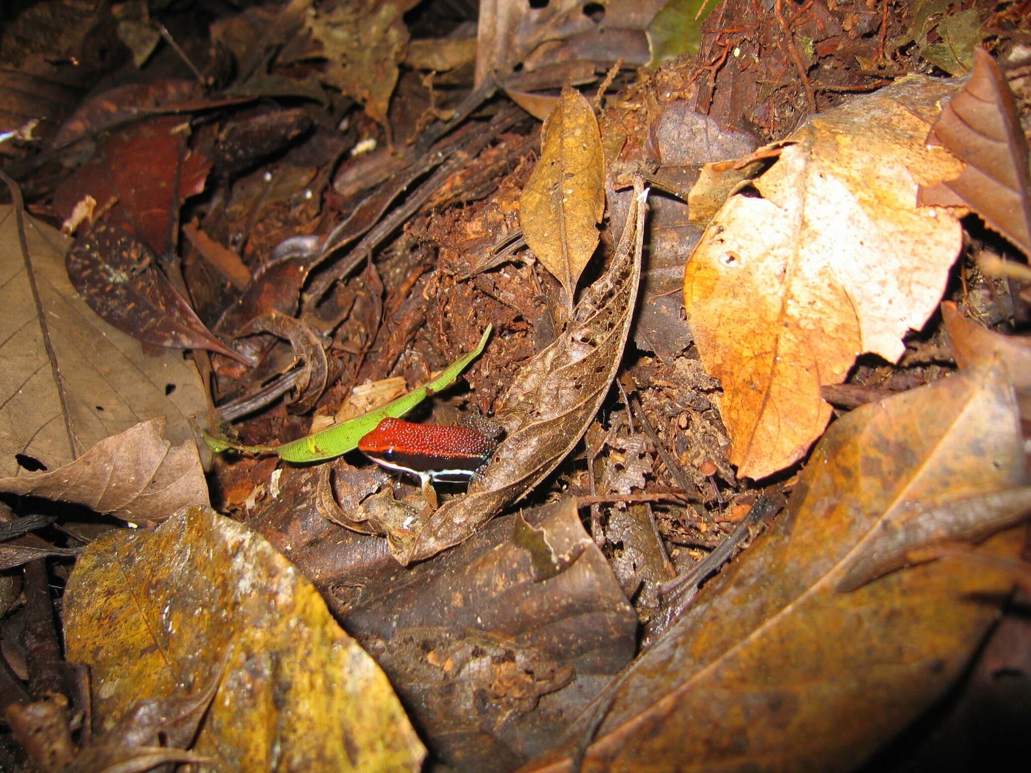 Image of Sanguine Poison Frog