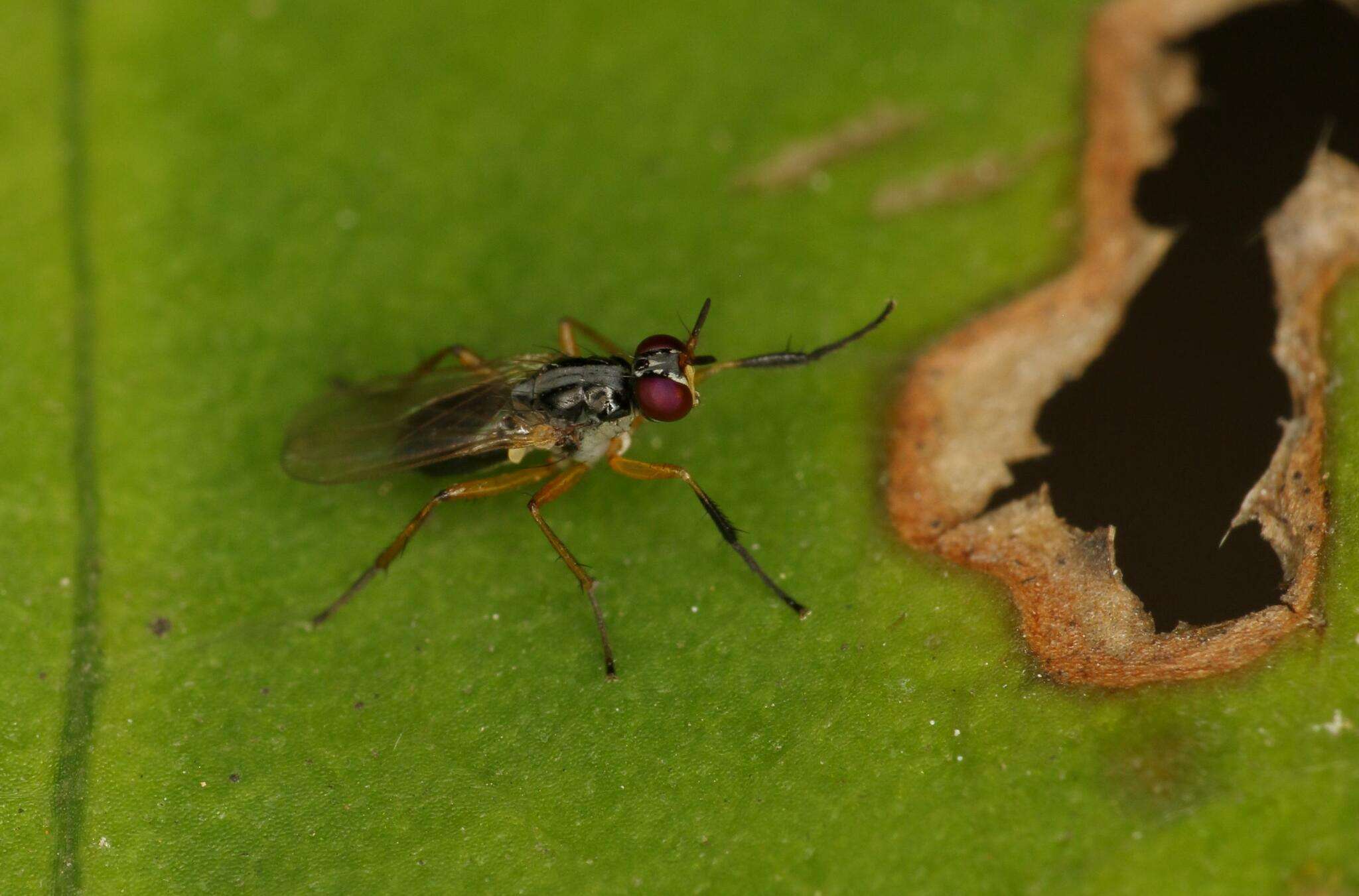 صورة Anaphalantus longicornis (Macquart 1843)