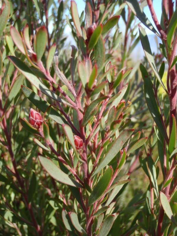 Imagem de Leucadendron rubrum Burm. fil.