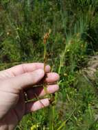 Image of Clustered Beak Sedge