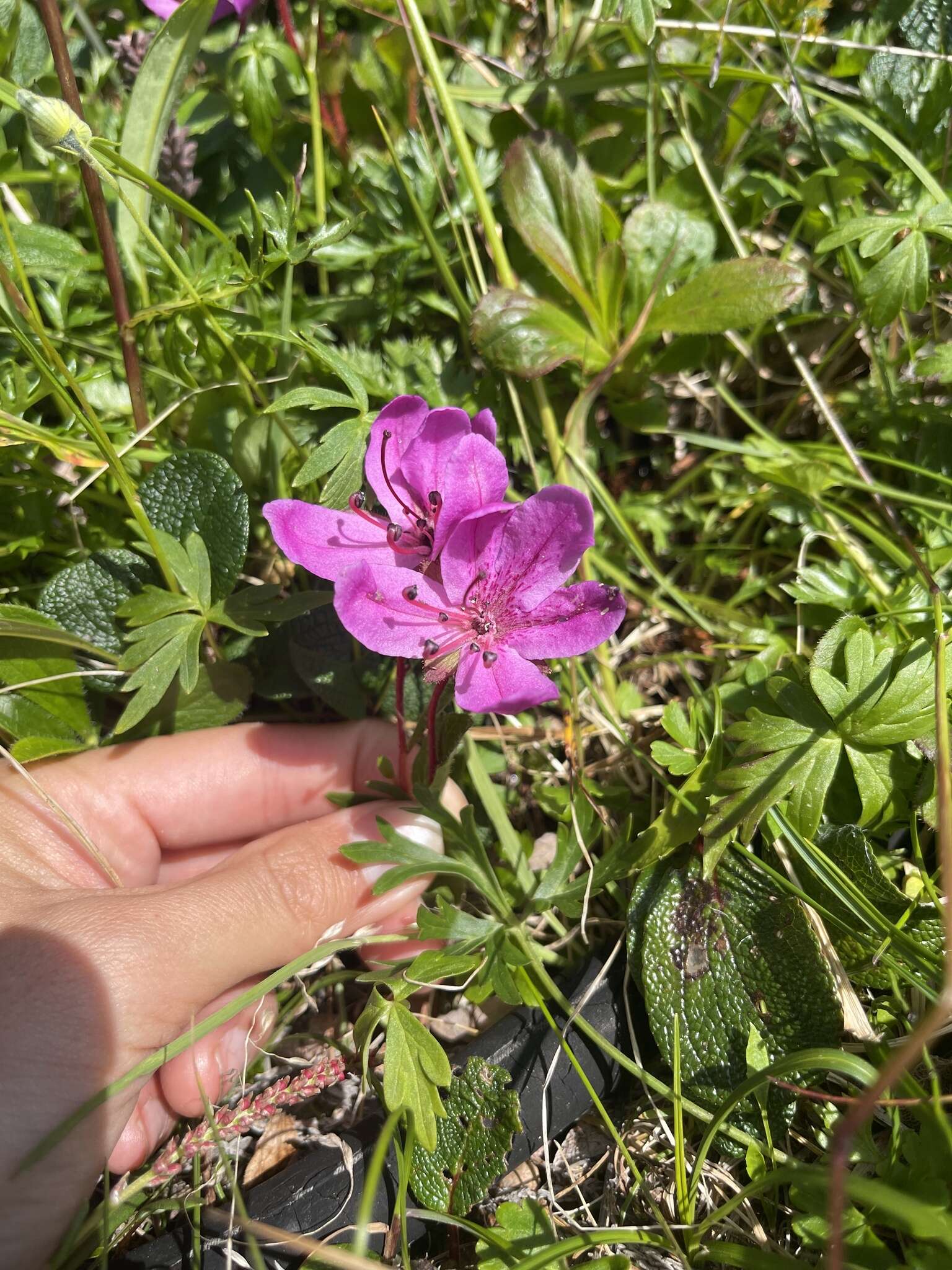 صورة Rhododendron camtschaticum subsp. glandulosum (Standl.) B. Boivin