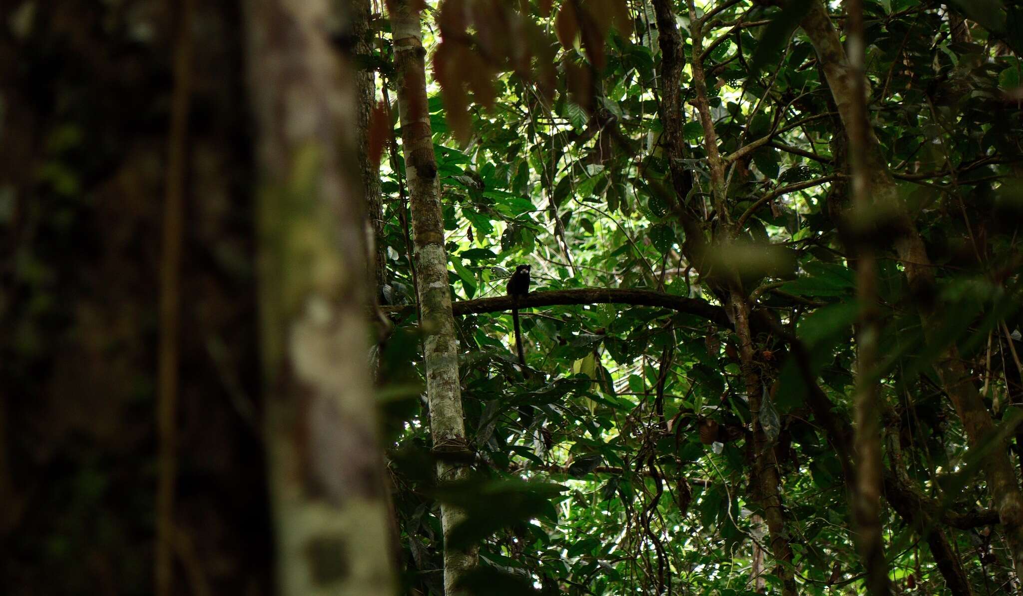 Image of Black-chested Mustached Tamarin