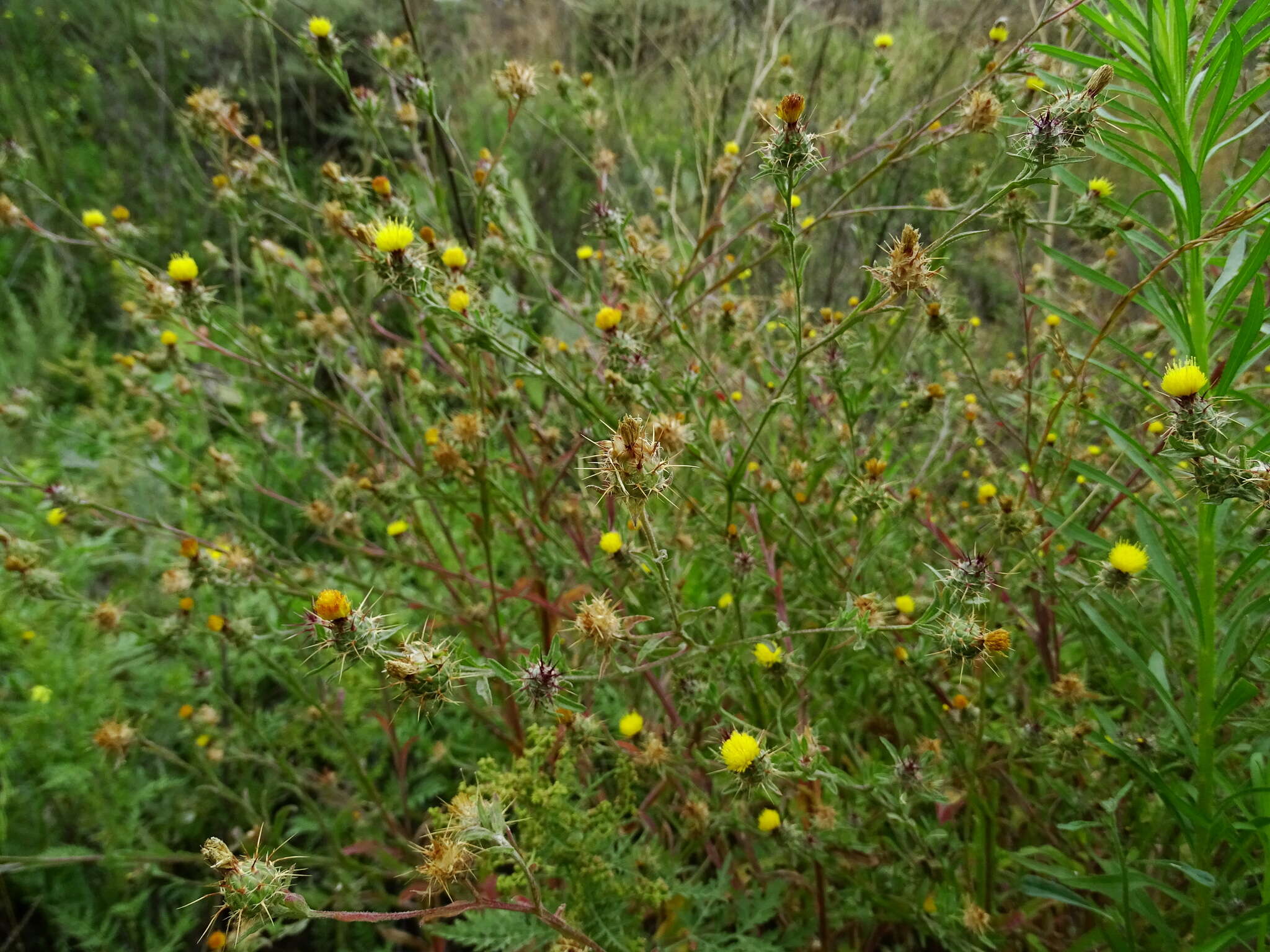 Image of Maltese star-thistle