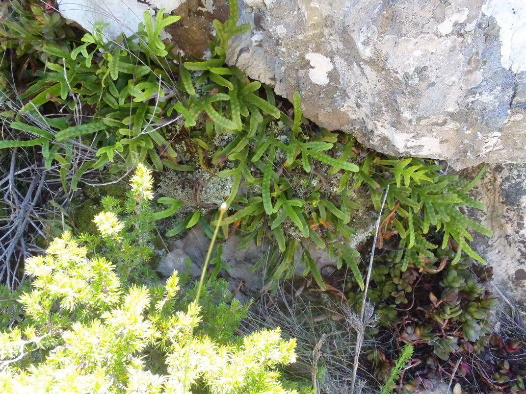 Image de Polypodium ensiforme Thunb.