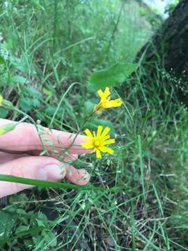 Image of Hieracium murorum subsp. murorum