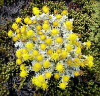 Image of Senecio littoralis Gaud.