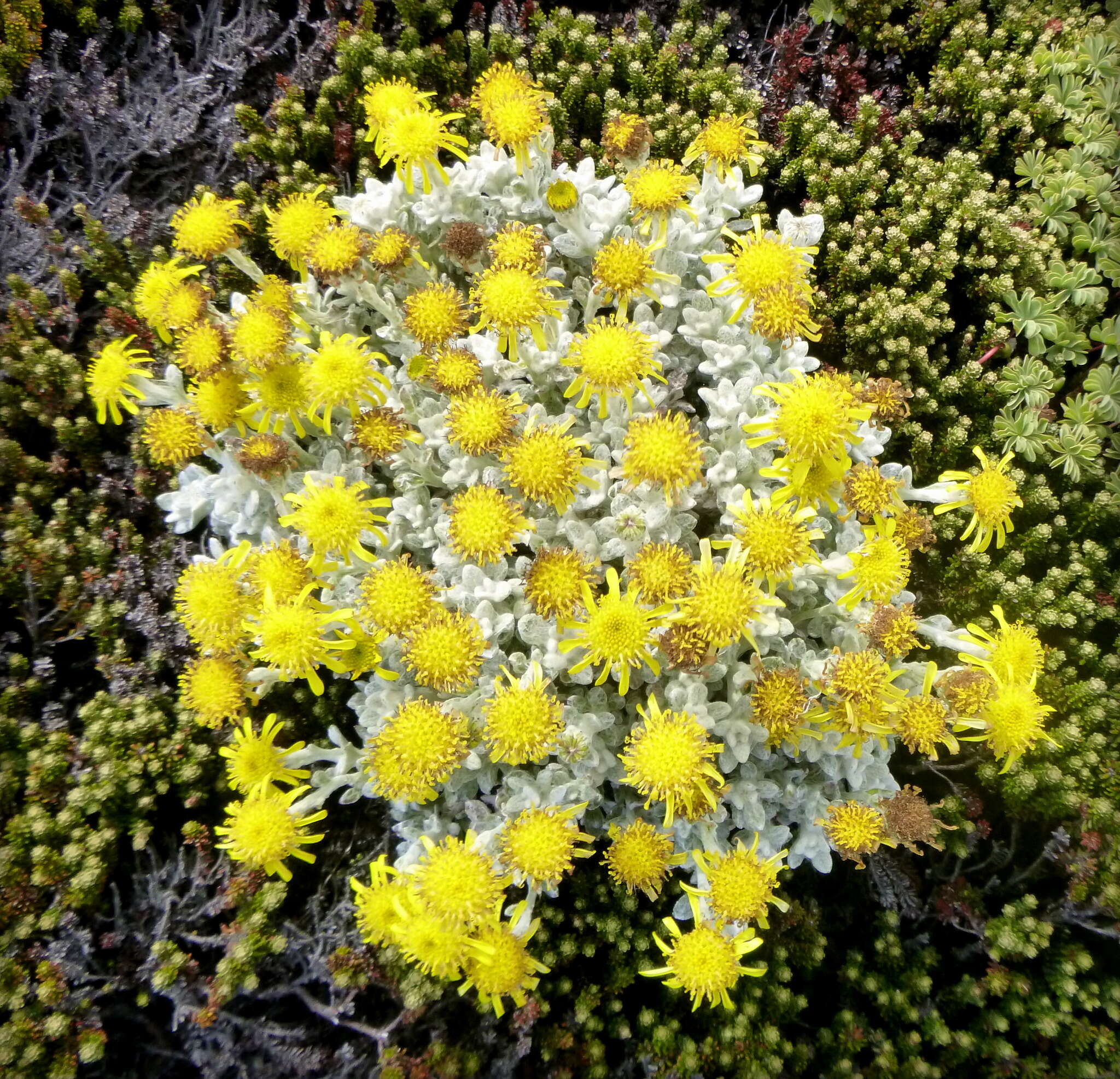 Image of Senecio littoralis Gaud.