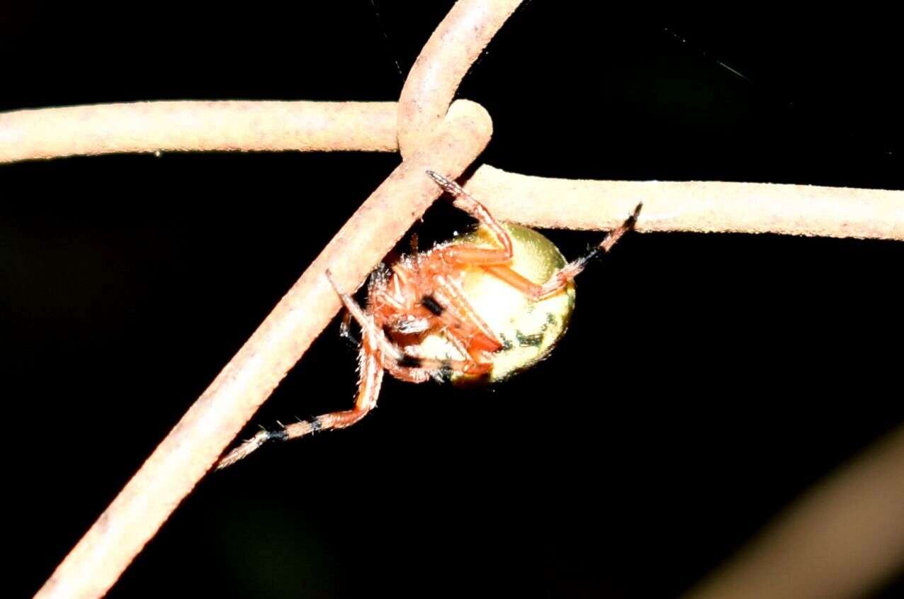 Imagem de Araneus workmani (Keyserling 1884)