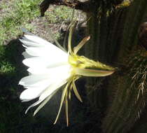 Imagem de <i>Trichocereus spachianus</i>