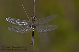 Слика од Celithemis verna Pritchard 1935