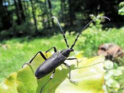 Image of capricorn beetle