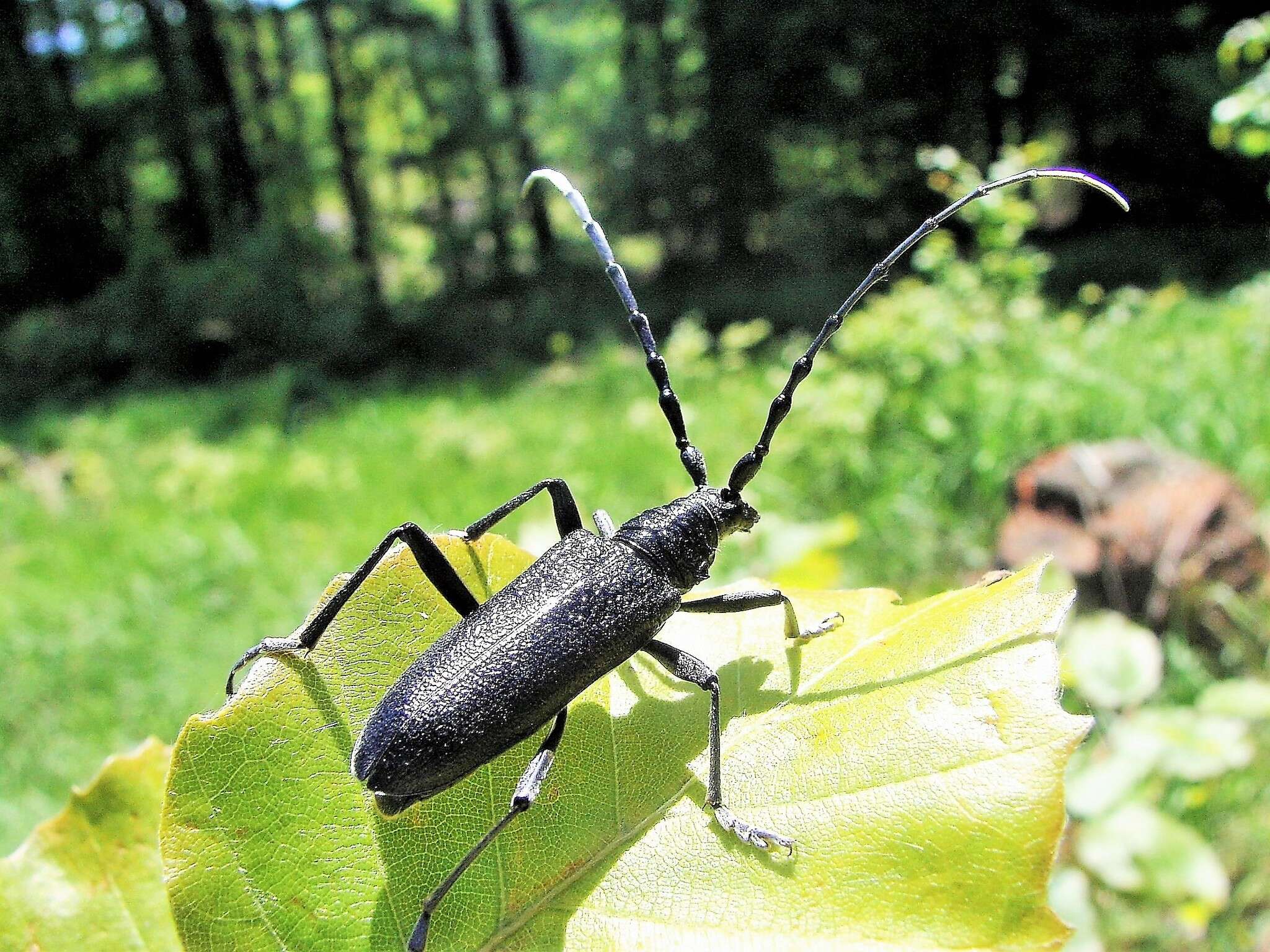 Image of capricorn beetle