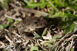 Image of Iberian Parsley Frog