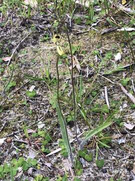 Image of Mantis orchids