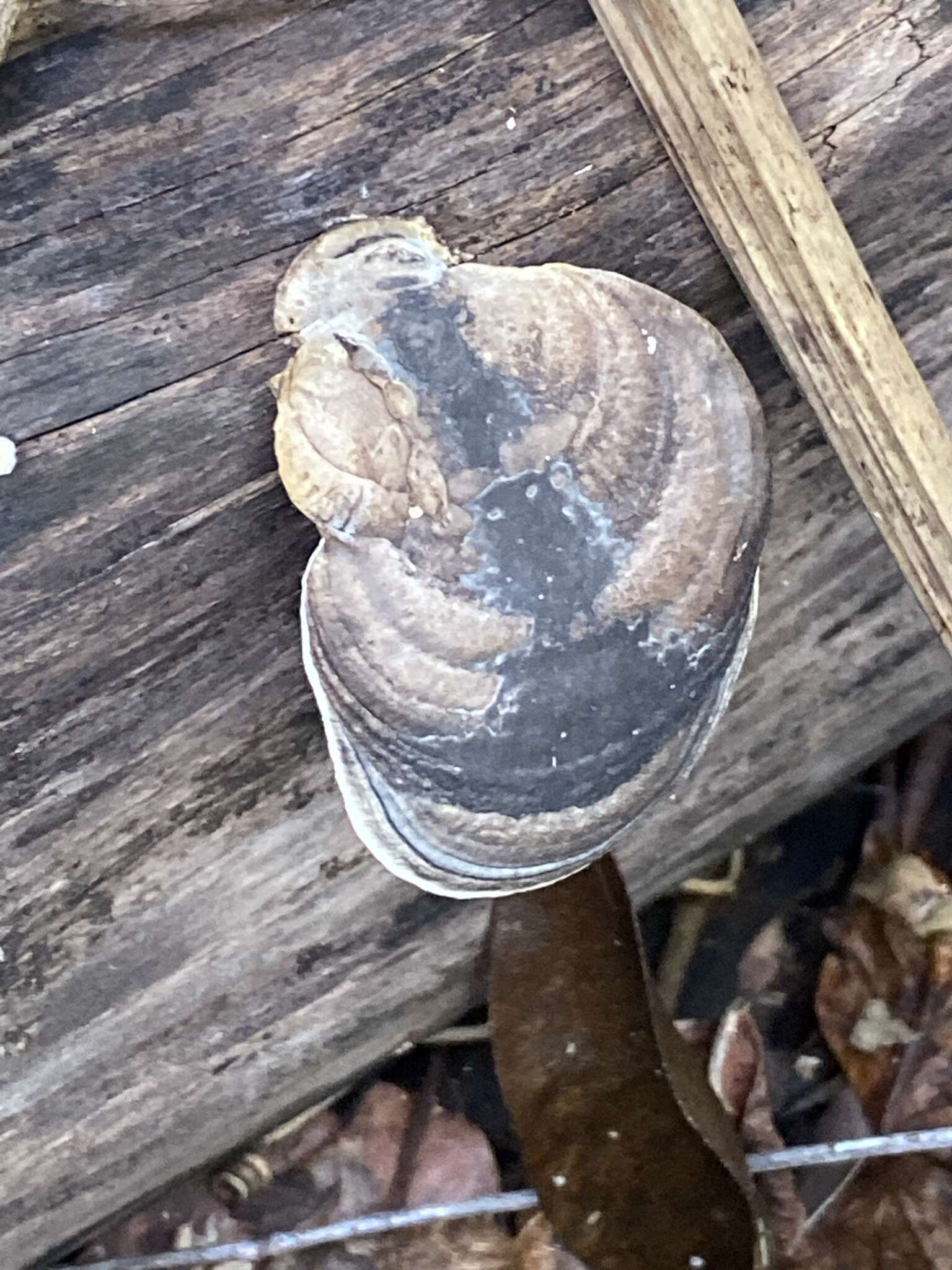 Image de Fomes fasciatus (Sw.) Cooke 1885