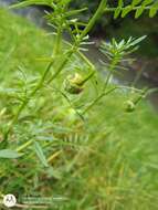 Imagem de Solanum pinnatisectum Dun.