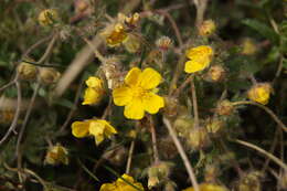 Image of Potentilla heptaphylla L.