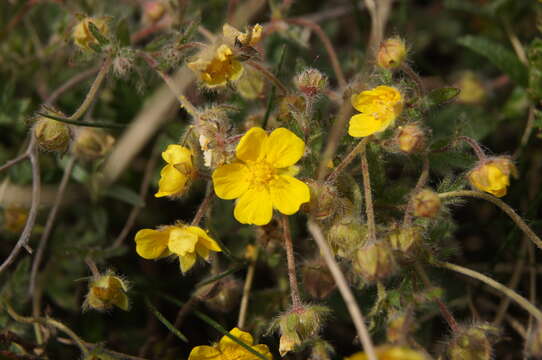 Image of Potentilla heptaphylla L.