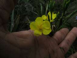 Image of Hypericum strictum (Triana & Planch.) Kunth