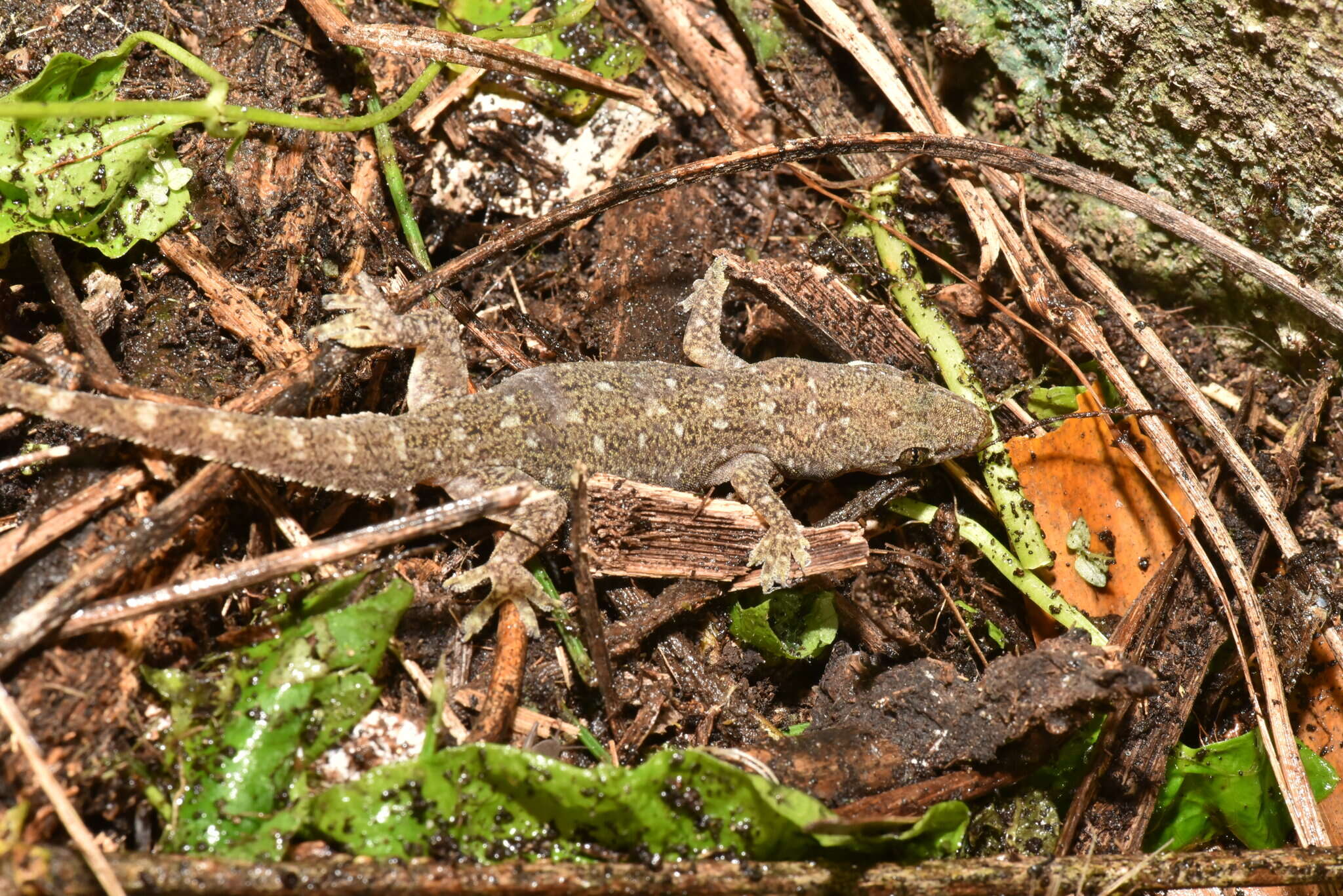 Image of Hemidactylus stejnegeri Ota & Hikida 1989