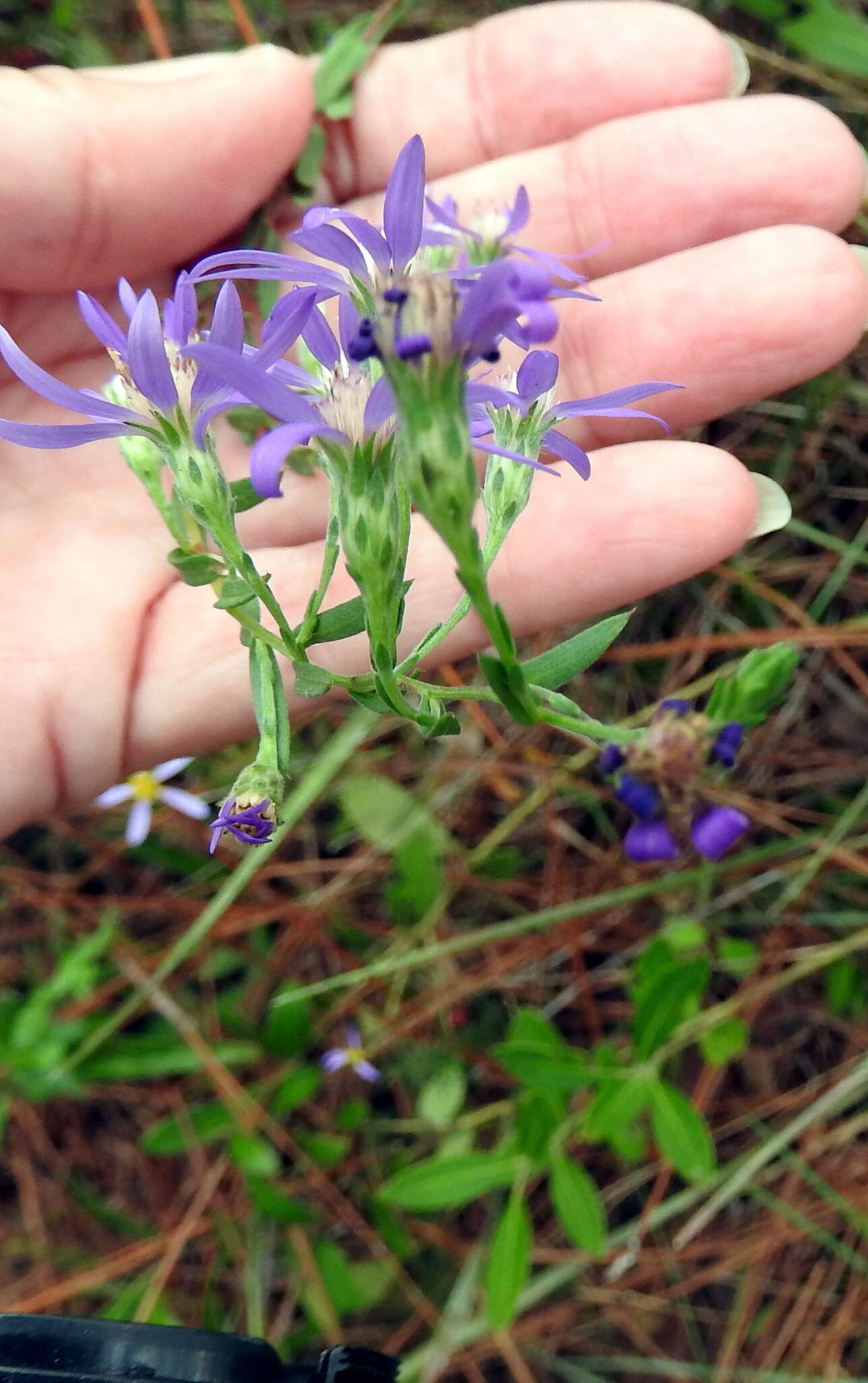 Plancia ëd Symphyotrichum concolor (L.) G. L. Nesom